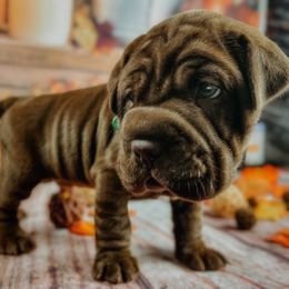 Chinese Shar-Pei and Companion Cross Puppies from Mini Hippo Land