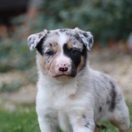 Border Collie, English Setter, and Miniature American Shepherd Puppies from First Harmony Farms