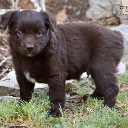 Ferguson - Red & white male Miniature Australian Shepherd puppy in Evant, Texas from Lazy VT Bar Ranch