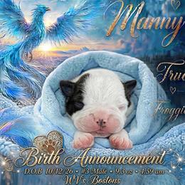 Marney - Black and white male Boston Terrier puppy in North Central, Vermont from Windy Valley’s Bostons