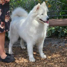 Tundra - Samoyed
