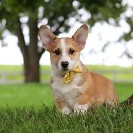 Garrett - Sable male Pembroke Welsh Corgi puppy in Sugarcreek, Ohio from Admar Canines