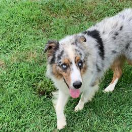 Aussiedoodles, Australian Shepherds, and Poodles from C&S Kennels