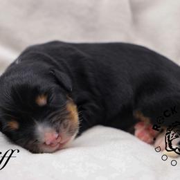 Cliff - Tri-color male Bernedoodle puppy in Edmond, Oklahoma from Rock N Roll Doodles