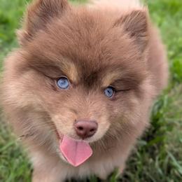Ember - Red and white female Pomsky puppy in Temple, Texas from Lone Star Pomsky