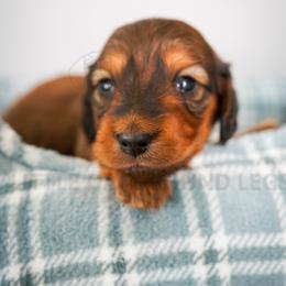 Tansai - Red male Dachshund puppy in Temecula, California from Naomi Magee's Dachshund Kennel