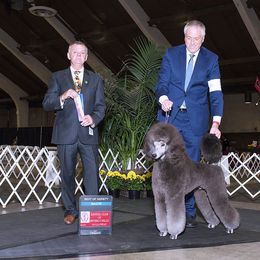 Poodle All Grown Up from Lakeview Standard Poodles