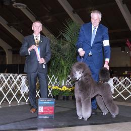 Poodle All Grown Up from Lakeview Standard Poodles