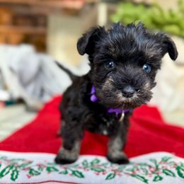 True (full TAIL, double blue eyes) - Black and silver female Miniature Schnauzer puppy in La Mirada, California from SchnauzersRus
