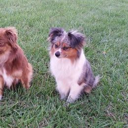 Miniature Australian Shepherds and Toy Australian Shepherds from HighEnd Aussies