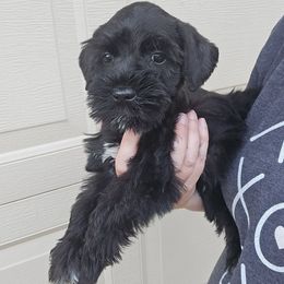 Girl 2 - Black female Miniature Schnauzer puppy in Hickory, North Carolina from Selene's Schnauzers