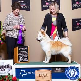 Cida - Icelandic Sheepdog