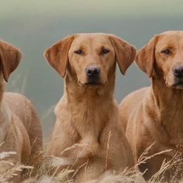 English Cocker Spaniels and Labrador Retrievers from Belews Creek Gundogs