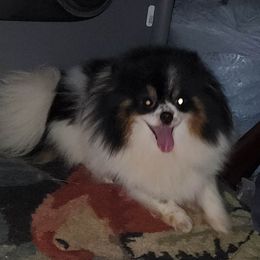 Marley - Pomeranian