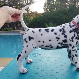 Bunny - White and black Dalmatian puppy in Mckinney, Texas from 5 Alarm LUA Dalmatians & Bling Tiny Doodles