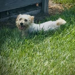 Dolly - Maltipoo