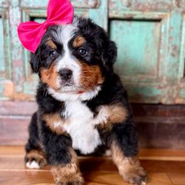 Pink collar - Black rust and white female Bernese Mountain Dog puppy in Altura, Minnesota from Bluffside Berners