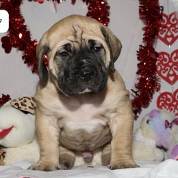 Boy 1 - Boerboel puppy from Brickhouse Boerboels