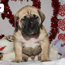 Boy 1 - Boerboel puppy from Brickhouse Boerboels