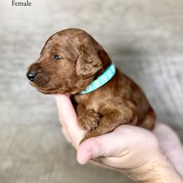 Jackie - Red  female Poodle puppy in Abilene, Texas from Mesquite Kennels