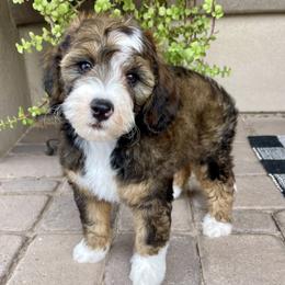 Bandit - Tri-color male Bernedoodle puppy in Superior, Arizona from Mountain Bridge Doodles