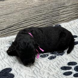 Luna pink black - Black female German Shepherd puppy in Herrick, South Dakota from Dakota Shepherds Kennels