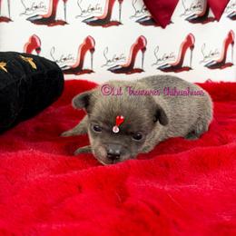Wichita - Blue brindled fawn female Chihuahua puppy in Anderson, South Carolina from Lil Treasures Chihuahuas