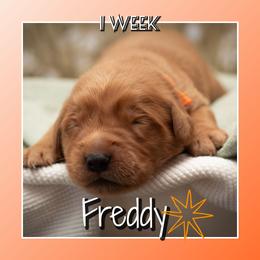 Freddy - Dark golden male Golden Retriever puppy in Driggs, Idaho from SK Golden Retrievers
