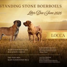 Male Pick 4 - Brown male Boerboel puppy in Laramie, Wyoming from Standing Stone Boerboels