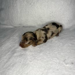 Boy 2 - Dapple male Dachshund puppy in Stilwell, Oklahoma from TJ's Dachshunds