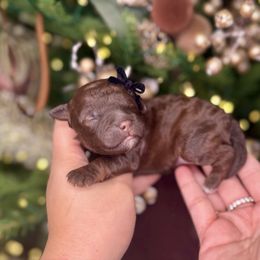 Hershey - Chocolate female Goldendoodle puppy in Miami, Florida from Jade’s Paws & Co. Of Miami LLC