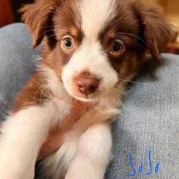 JoJo - Red tri male Miniature Australian Shepherd puppy in Woodsdale, Ohio from Crest View Minis