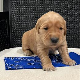 Blue - Golden male Golden Retriever puppy in Lake City, Minnesota from Windcliff Goldens