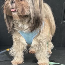Fendi - Shih Tzu