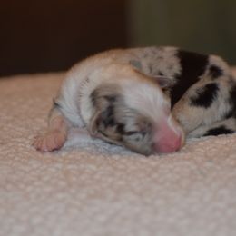 Gray - Blue merle female Australian Shepherd puppy in Pilot, Virginia from Obsidian Australian Shepherd
