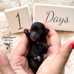 Yorkshire Terrier puppies from Hummingbird Farm & Gardens
