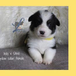 Yellow collar - Black and tan female Pembroke Welsh Corgi puppy in Wayne City, Illinois from Lash Livestock & Corgis