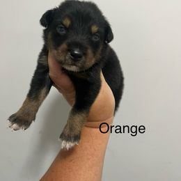 Orange - Black tri-color male Australian Shepherd puppy in Jesup, Georgia from Painted Platinum Kennel Golden Retrievers & Australian Shepherds