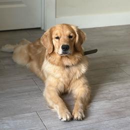 Bella - Golden female Golden Retriever puppy in Phoenix, Arizona from Star Raised Goldens