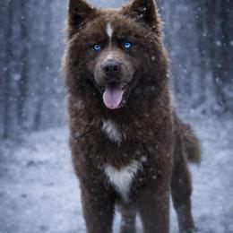 Chaos - Brown and white male Siberian Husky puppy in Iron River, Wisconsin from Wiemeri Siberians
