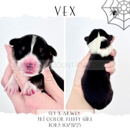 Vex - Black and tan female Pembroke Welsh Corgi puppy in Santaquin, Utah from Blacktail Mountain Corgis