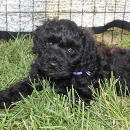 Portuguese Water Dog Puppies from Maritimo Portuguese Water Dogs