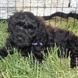 Portuguese Water Dog Puppies from Maritimo Portuguese Water Dogs