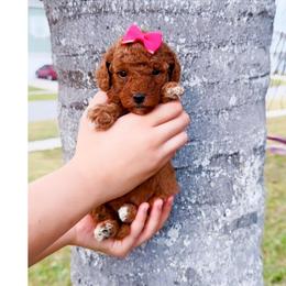 December - Red  female Goldendoodle puppy in Kissimmee, Florida from Poodle Doodle Kennels