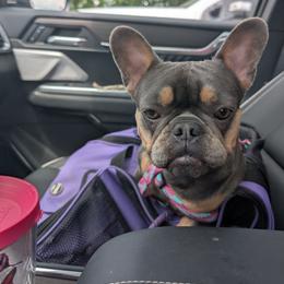 Diamond - French Bulldog