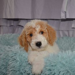 Bernedoodle and Goldendoodle Puppies from Above and Beyond Standards