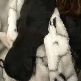Jinzie - Black female Shih Tzu puppy in Tallahassee, Florida from Bows and Bow Ties