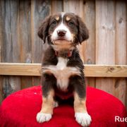 Border Collie, Golden Retriever, and Sporty Mix Puppies from Turbo Border Collies & Coltrievers