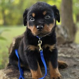 Blue Boy - Black and mahogany male Rottweiler puppy in Industry, Illinois from KDKs Kennels