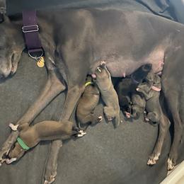 Greyhound puppies from Hook Creek Farms